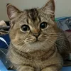 meimeizootri