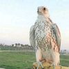 abdalwhab_1