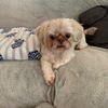 dogmomlife6