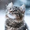 tonechka_555