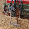 larsonne_malinois