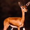 algazalaal7elwa