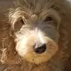 thedoodlemom922