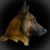 cdnmalinois