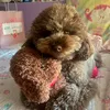 leocanichetoy