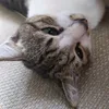 aruminni_