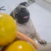 iucfarias
