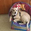 chunga_25