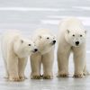 polarbear1546694988635