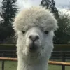 honor_gore31
