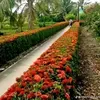 quynhphong1981