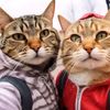 mr.mikecatlover