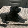 giantschnauzers84