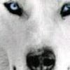 bigwolf990
