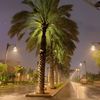 soso_sandrella