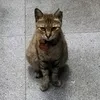 cmttamayo