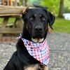 presleythedawgy