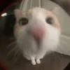 ngytlcuaanh