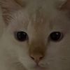 Tu kucing apo
