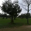 plantitis_aguda