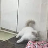 nyannyan_0e