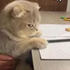 pchunchunbb
