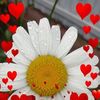 allaabramchuk