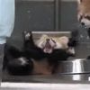 flyingredpanda4825