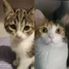 melissamelissa668