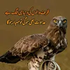 sohail37392563327017