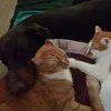 katerkatze0