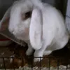 bella.the.bunny11