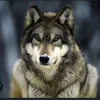 .ems.lobo