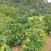 urbina_1992