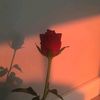 Rosses2002