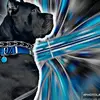 waffles_the_cane_corso