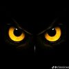 am_baboon