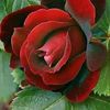 rosy.011