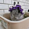 oliver_rabbits2019