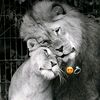 rimas.123dz