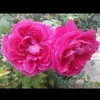narmen_mahmood1