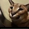 chel_ti_228_