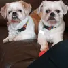 clareprendy2