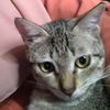 miaww.queen