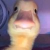 ducklkkksssssss