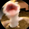 _frann078