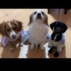 cocohopeytomy