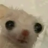 pemonpe