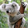 kwallabear2