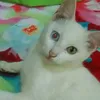 herosellamparas